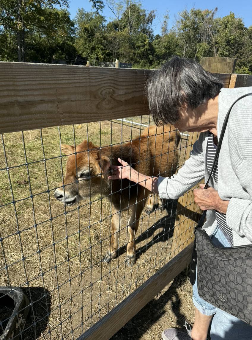 Resident pets a friendly calf during a group outing to a local farm, enjoying an outdoor animal encounter.